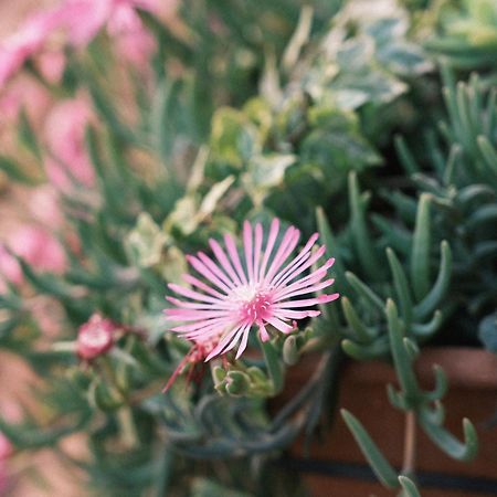 Comecasa Flowery Terraced Apartment 米兰 外观 照片