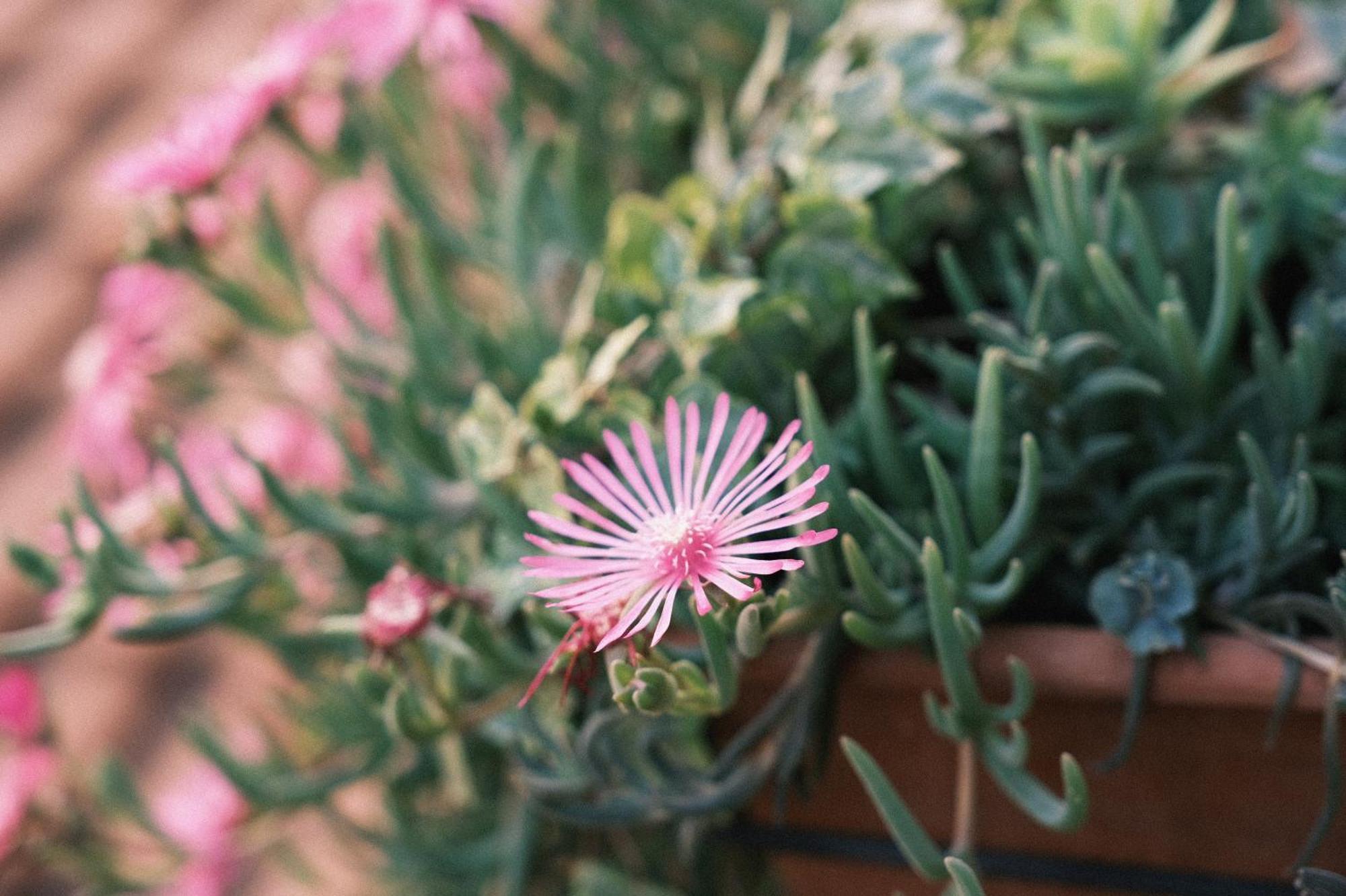 Comecasa Flowery Terraced Apartment 米兰 外观 照片