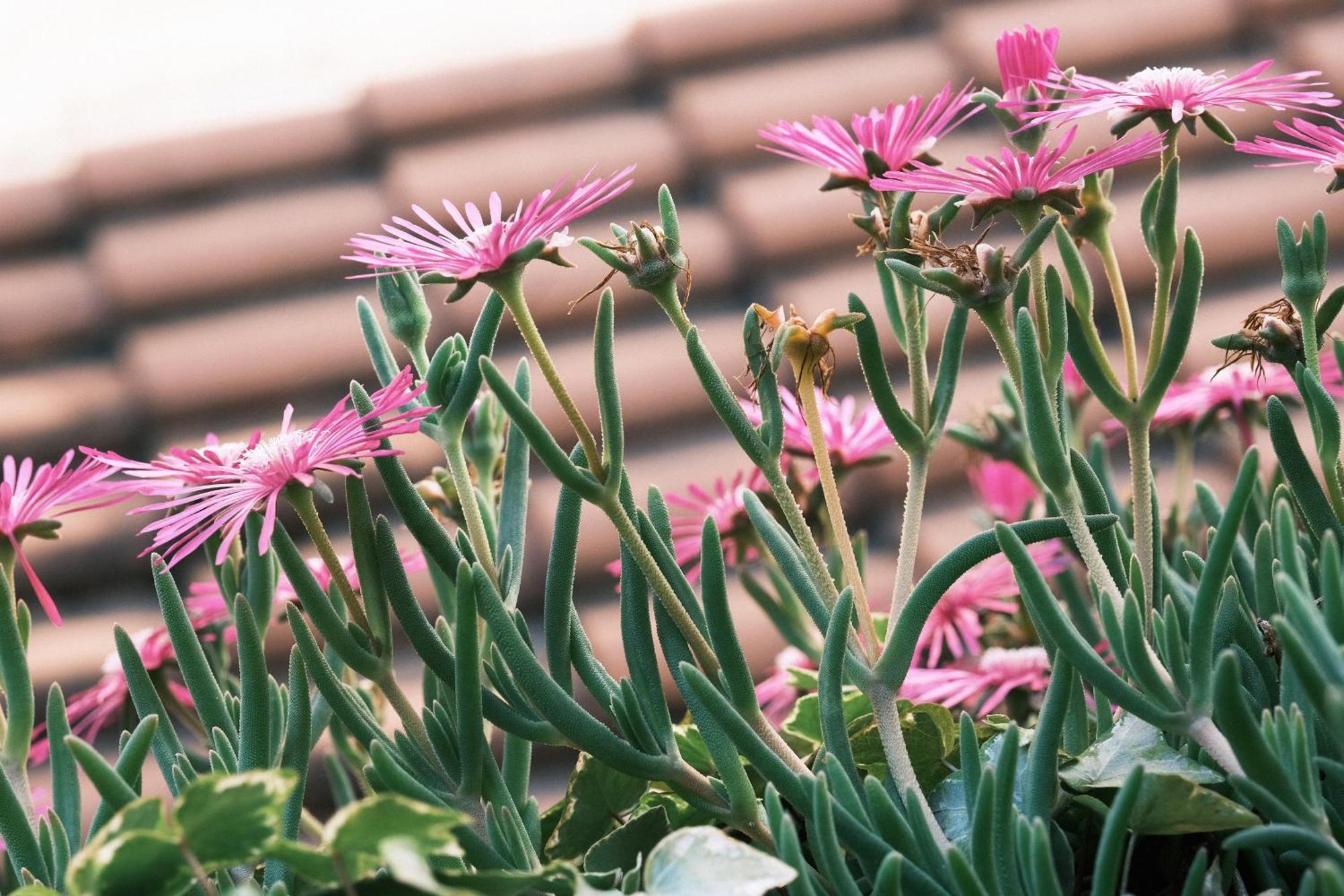 Comecasa Flowery Terraced Apartment 米兰 外观 照片