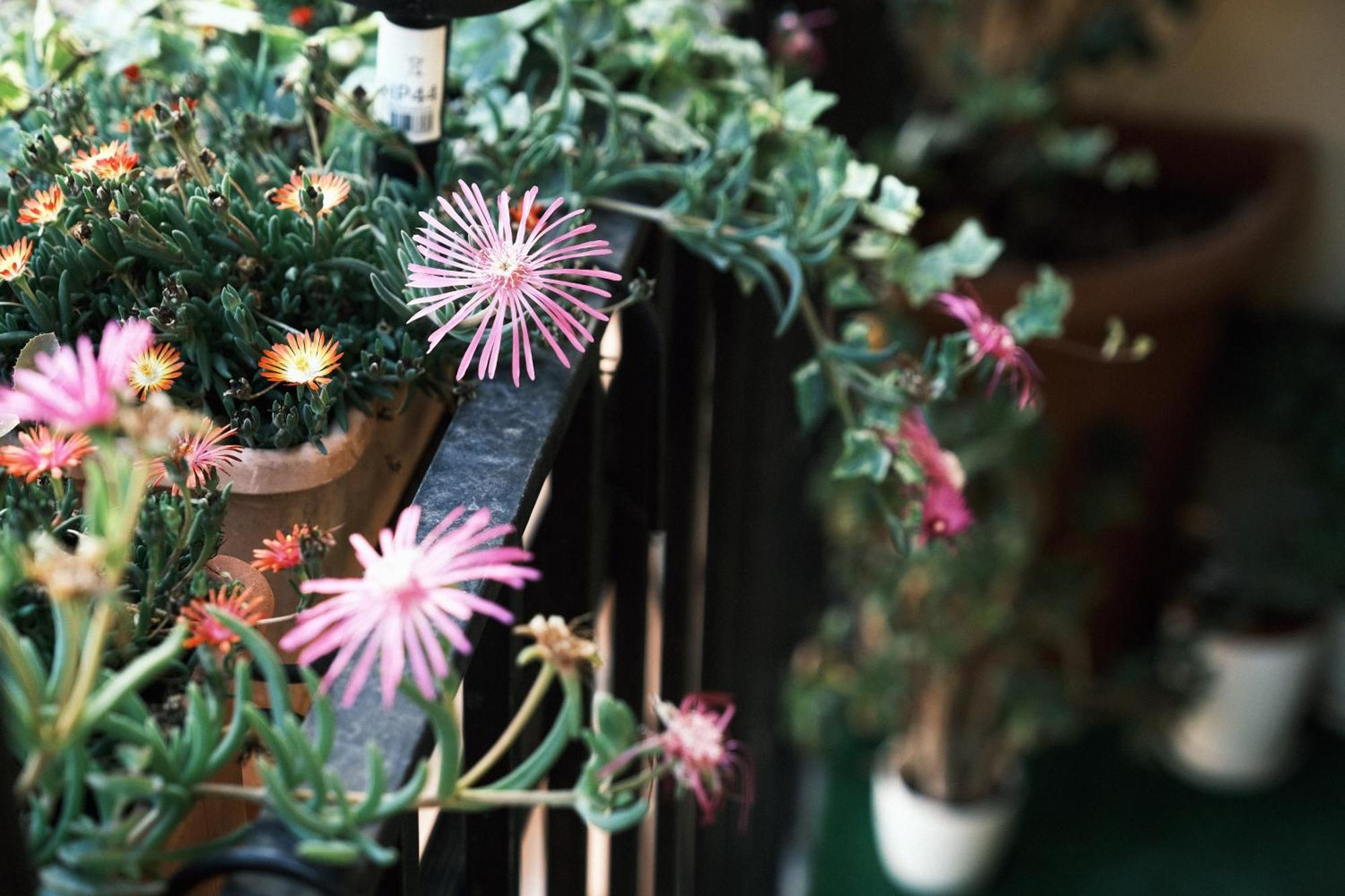 Comecasa Flowery Terraced Apartment 米兰 外观 照片